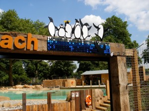Penguins